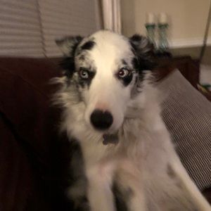 Meet your Posher, Allison